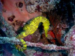 Yellow Sea Horse. 35m below with natural light. by Ryan Stafford 